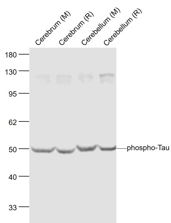 phospho-Tau (Ser262) Rabbit pA