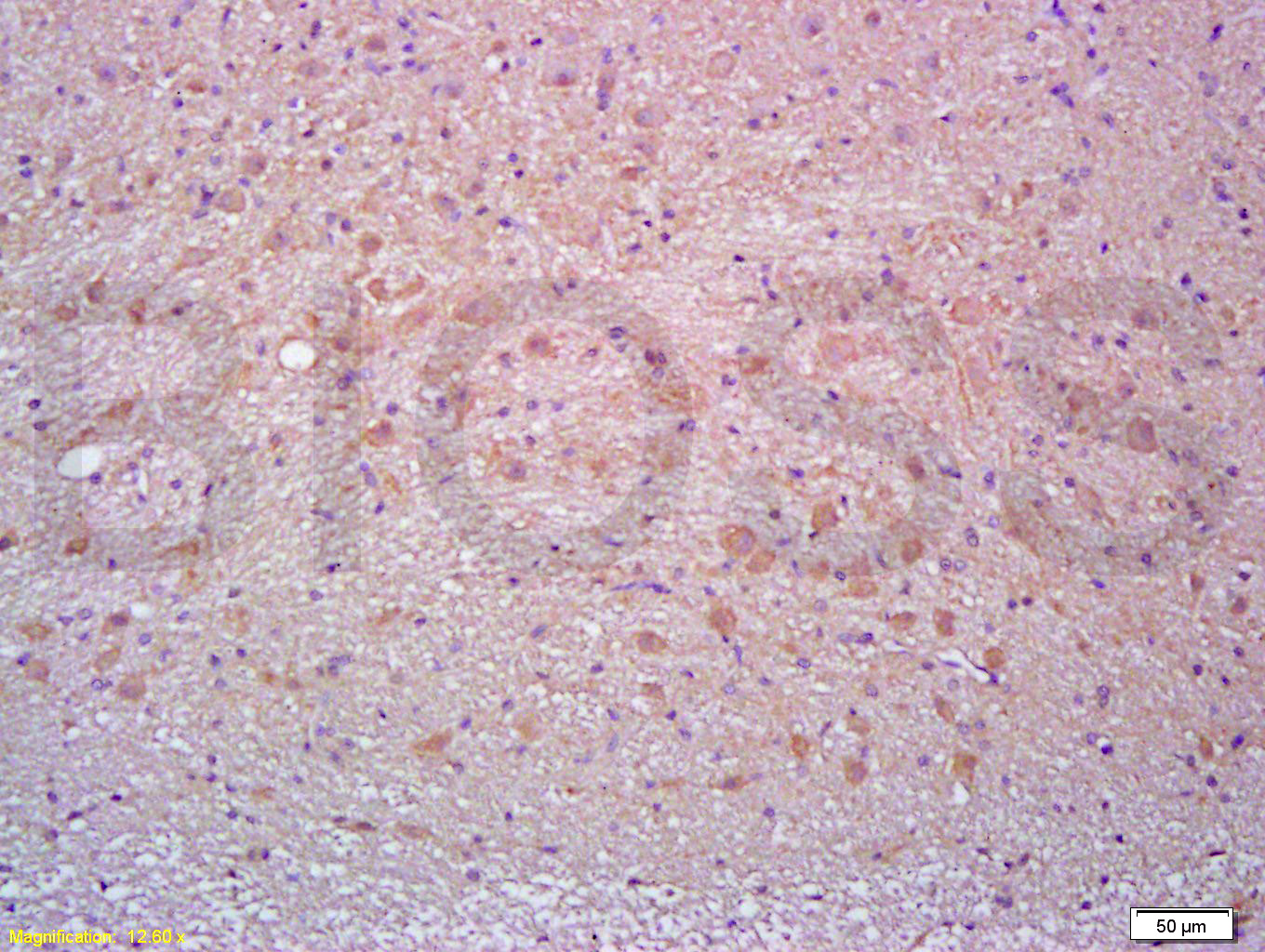 CD90/Thy-1 Rabbit pAb(bs-0778R