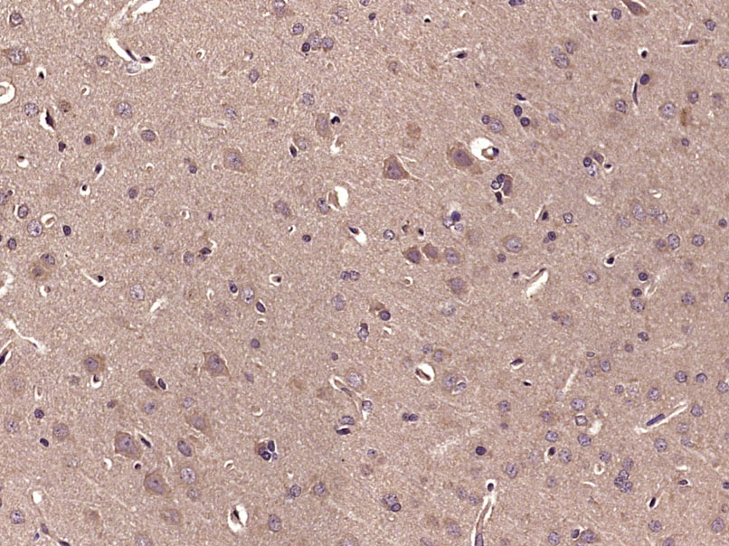 phospho-c-Abl (Thr735) Rabbit 