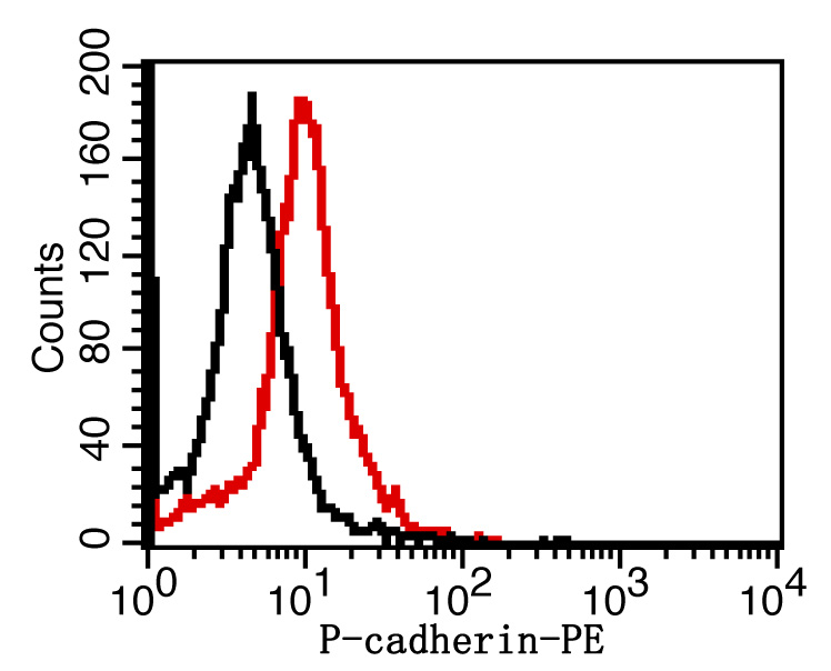 P-cadherin Rabbit pAb(bs-1159R
