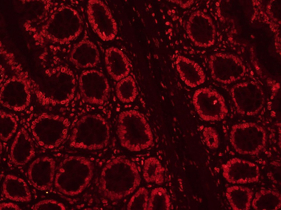 CLK2 Rabbit pAb(bs-7907R)-50ul