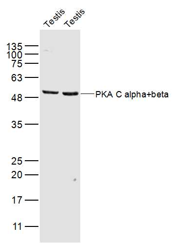 PKA C alpha + beta Rabbit pAb(
