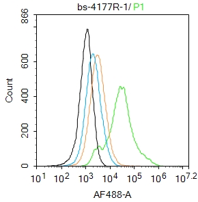 SOX9 Rabbit pAb(bs-4177R)-50ul