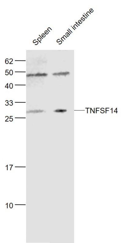TNFSF14 Rabbit pAb(bs-2462R)-5