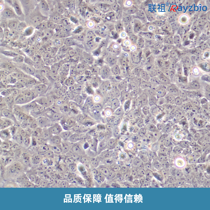 如何验证细胞因子与指示细胞的种属兼容性