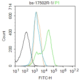 phospho-NFKB p65 (Ser281) Rabb