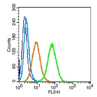 CD171/L1CAM Rabbit pAb(bs-1996