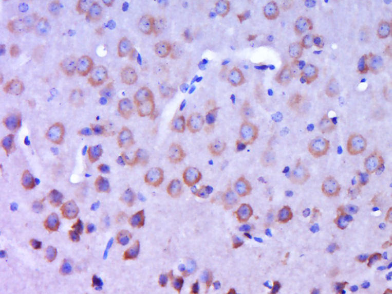 CSPS/MPST Rabbit pAb(bs-12945R