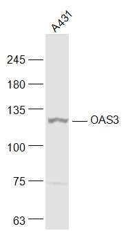 OAS3 Rabbit pAb(bs-7344R)-50ul