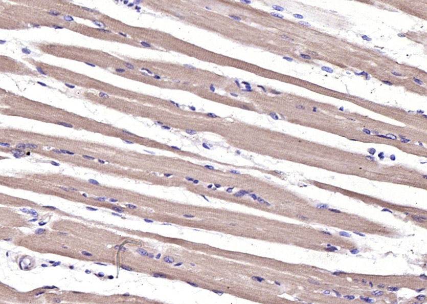 GDF8 Rabbit pAb(bs-1288R)-50ul