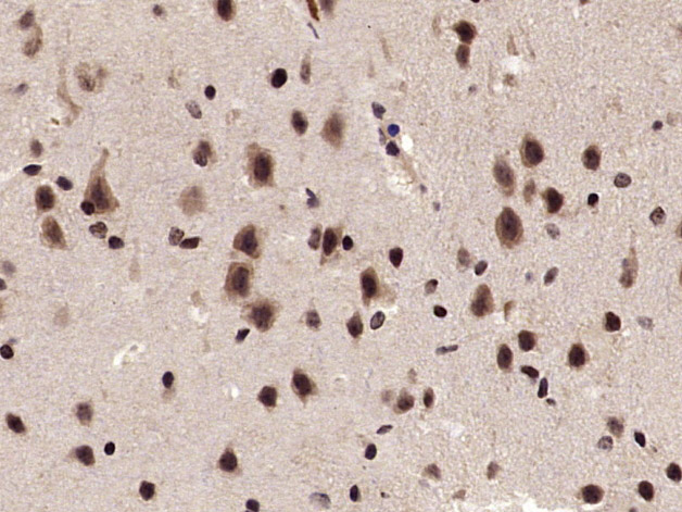 phospho-cdc25C (Thr48) Rabbit 