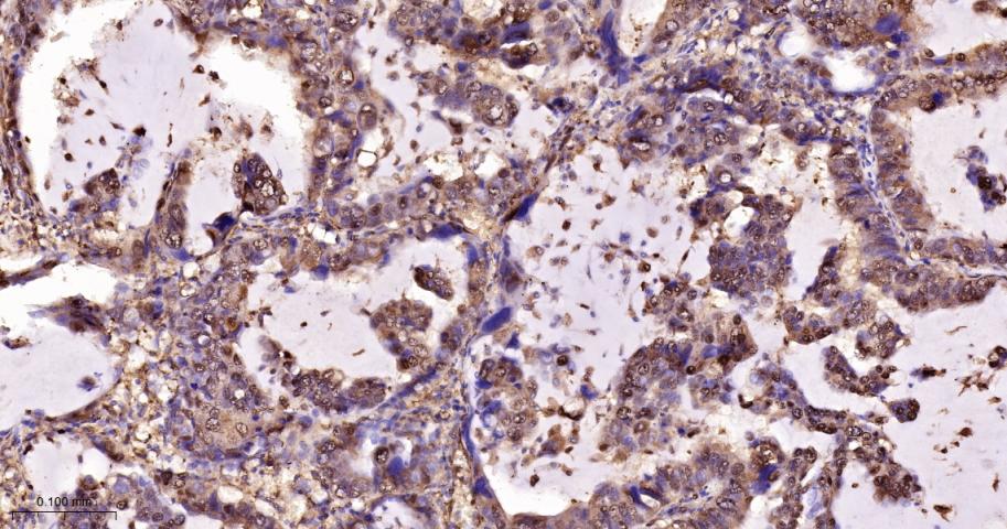 LDHA Rabbit pAb(bs-34202R)-50u