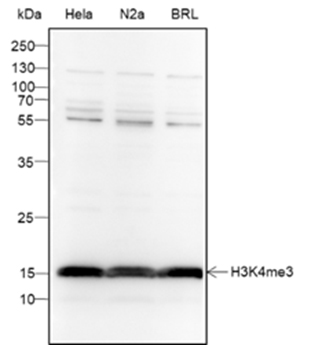 Tri-Methyl-Histone H3 (Lys4) R
