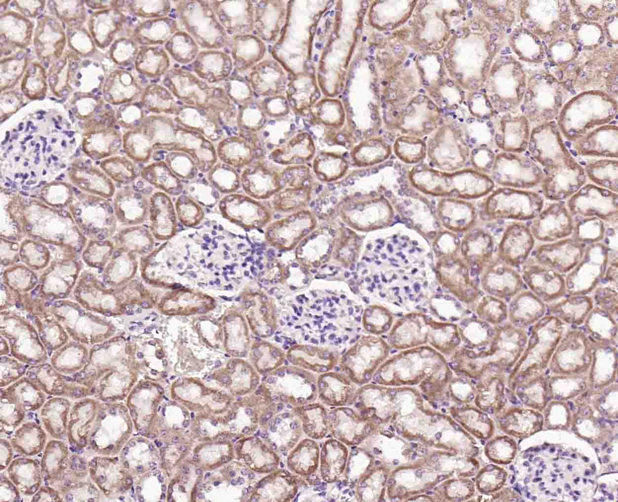 Angiopoietin-like 4 Rabbit pAb