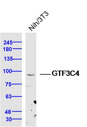 GTF3C4 Rabbit pAb(bs-16360R)-5