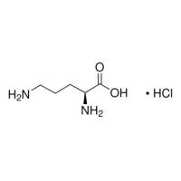 L -鸟氨酸 单盐酸盐.