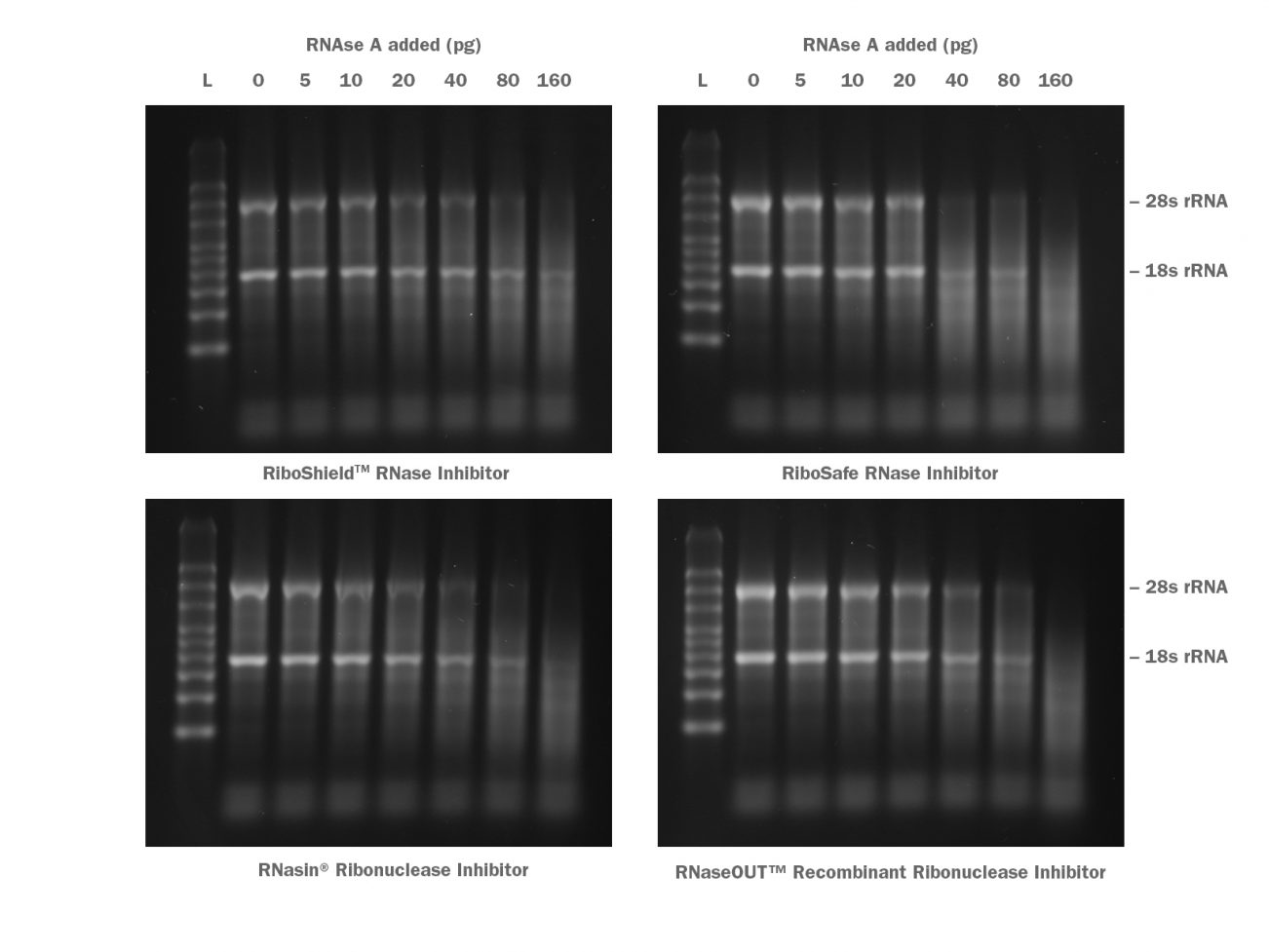 Fig-3-RiboShield-superior-protection-against-RNase-A-1302x977.jpg