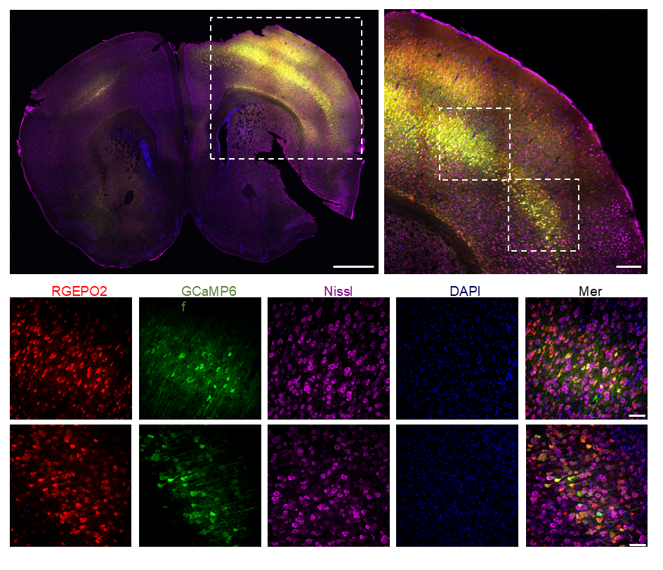 【新品推荐】西湖大学Kiryl D. Piatkevich助理教授团队成功开发可在体实时钾离子成像的红色荧光探针——RGEPOs