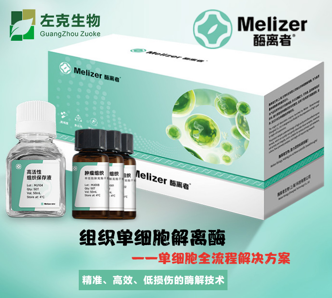 脑组织单细胞解离酶