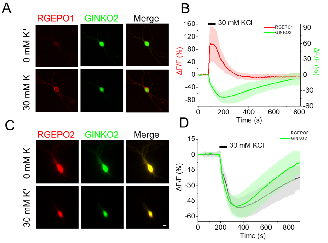 【新品推荐】西湖大学Kiryl D. Piatkevich助理教授团队成功开发可在体实时钾离子成像的红色荧光探针——RGEPOs