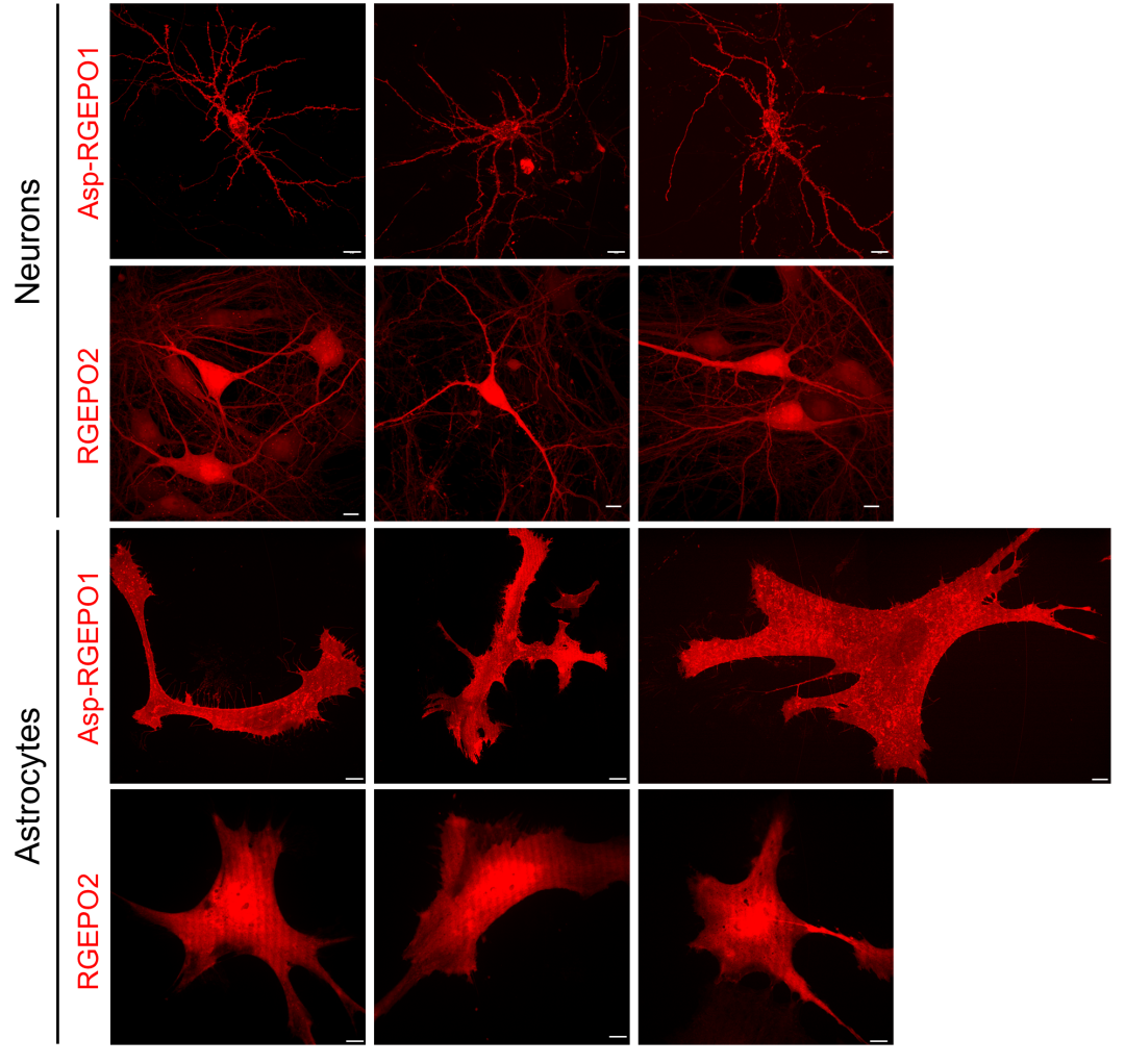 【新品推荐】西湖大学Kiryl D. Piatkevich助理教授团队成功开发可在体实时钾离子成像的红色荧光探针——RGEPOs
