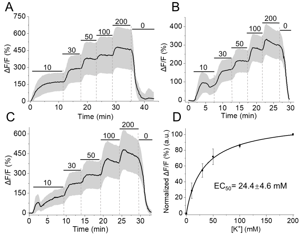 【新品推荐】西湖大学Kiryl D. Piatkevich助理教授团队成功开发可在体实时钾离子成像的红色荧光探针——RGEPOs