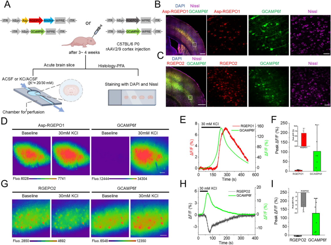 【新品推荐】西湖大学Kiryl D. Piatkevich助理教授团队成功开发可在体实时钾离子成像的红色荧光探针——RGEPOs