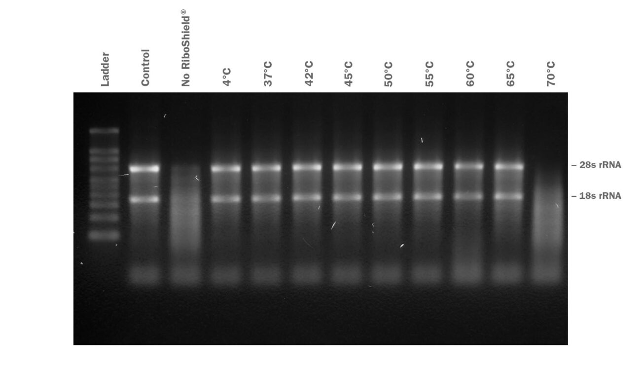Fig-2-RiboShield-thermostability-1640x950-1-1302x754.jpg
