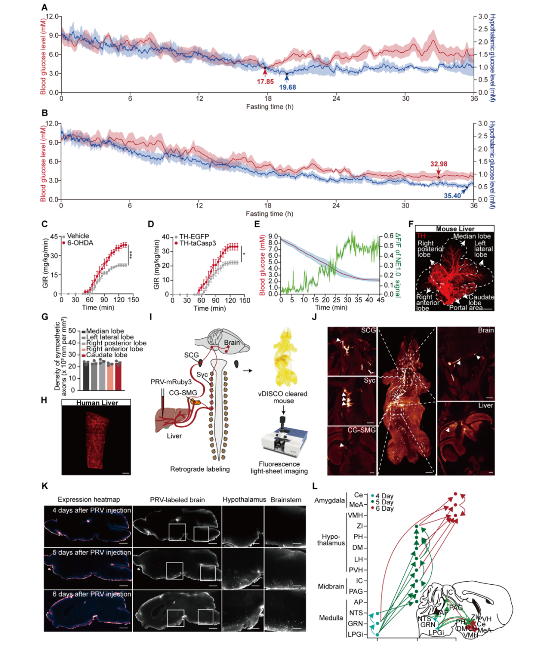 IF=30.9【客户文章】中国药科大学郝海平教授/谢昊教授团队揭示葡萄糖抑制型（GI）神经元调控低血糖抵抗新机制