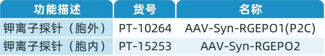 【新品推荐】西湖大学Kiryl D. Piatkevich助理教授团队成功开发可在体实时钾离子成像的红色荧光探针——RGEPOs