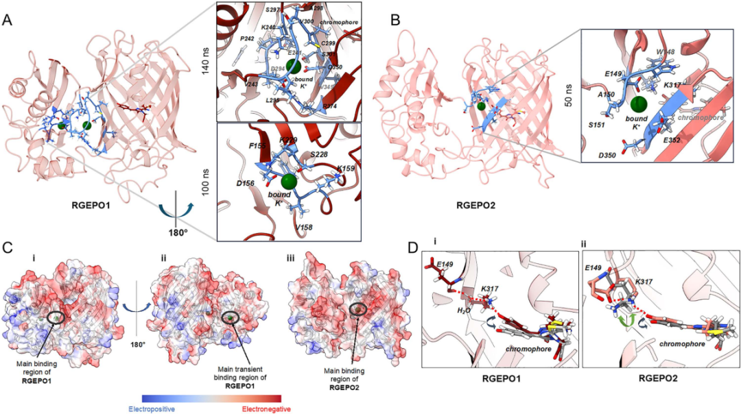【新品推荐】西湖大学Kiryl D. Piatkevich助理教授团队成功开发可在体实时钾离子成像的红色荧光探针——RGEPOs