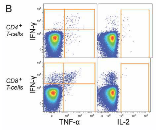 OMIP-001:16色检测T细胞表型及其产生的细胞因子