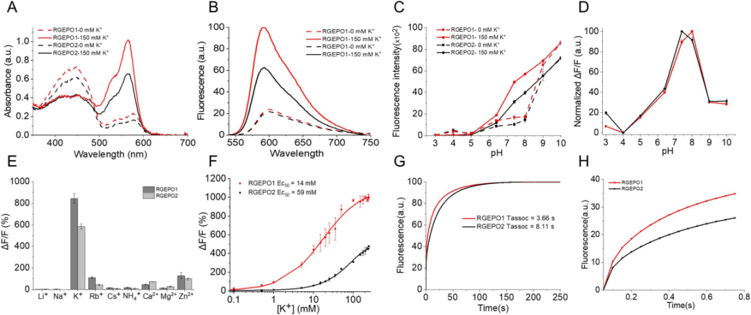 【新品推荐】西湖大学Kiryl D. Piatkevich助理教授团队成功开发可在体实时钾离子成像的红色荧光探针——RGEPOs