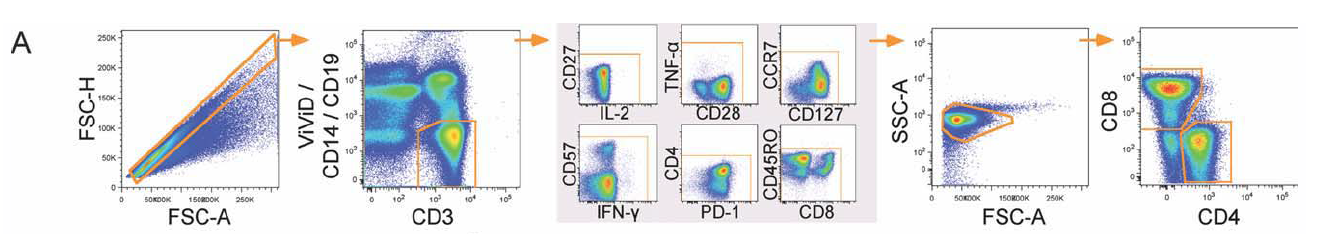 OMIP-001:16色检测T细胞表型及其产生的细胞因子