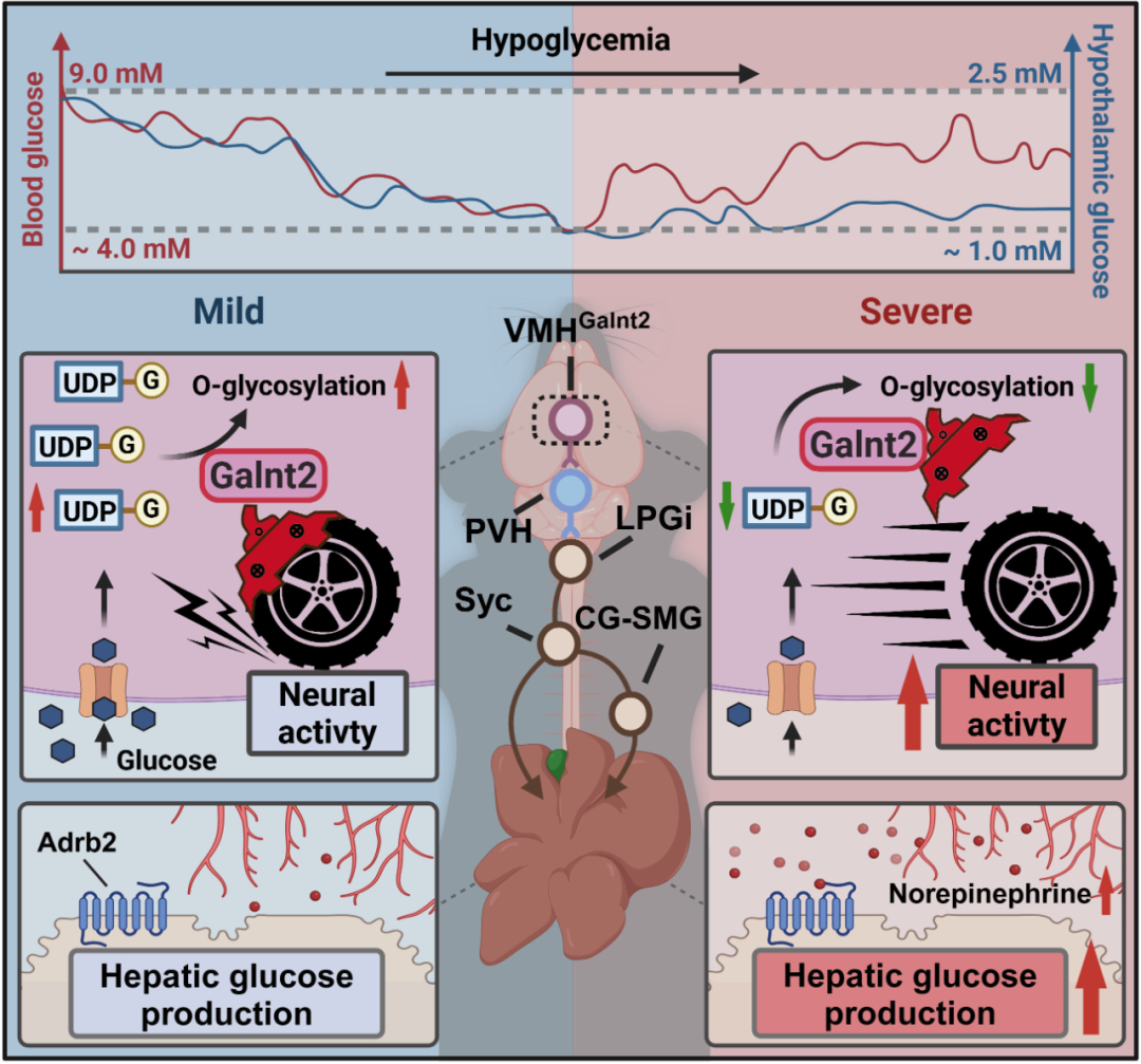 IF=30.9【客户文章】中国药科大学郝海平教授/谢昊教授团队揭示葡萄糖抑制型（GI）神经元调控低血糖抵抗新机制