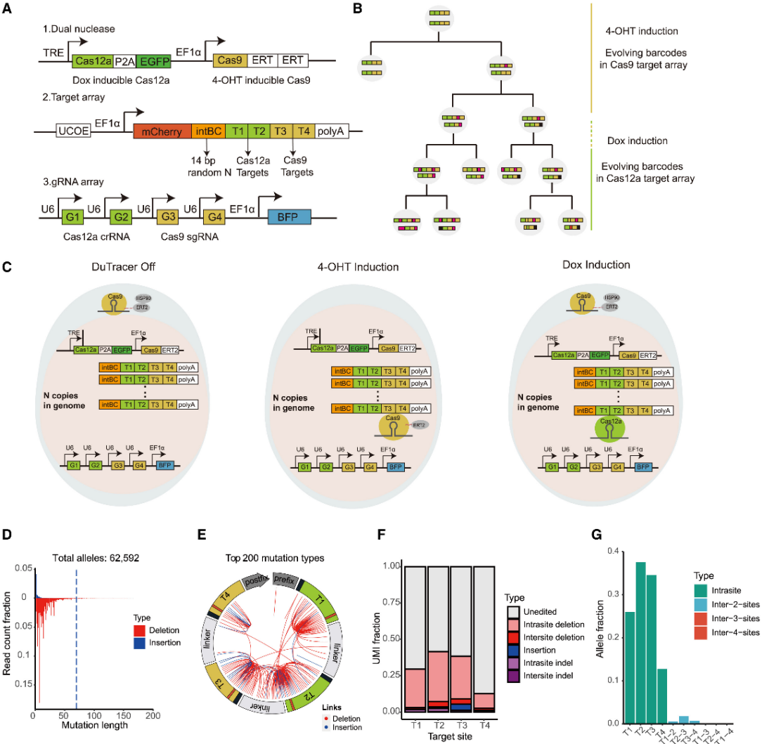 单细胞多组学研究九：单细胞谱系示踪分析
