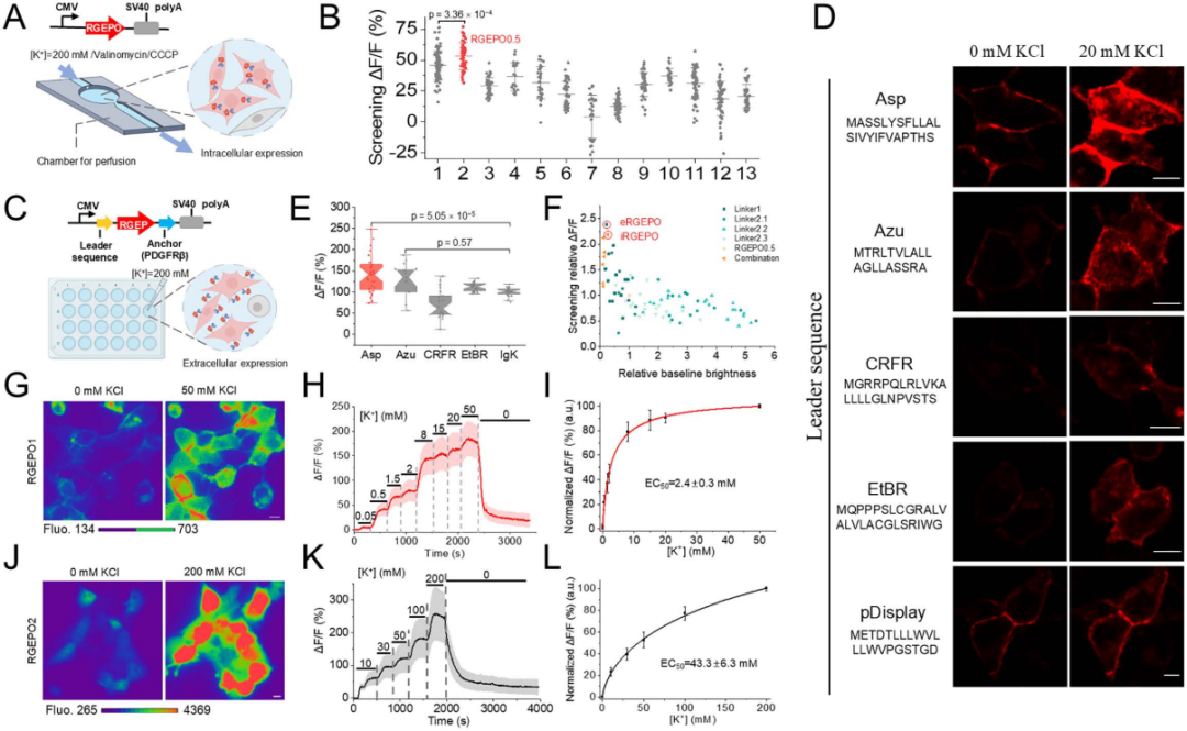 【新品推荐】西湖大学Kiryl D. Piatkevich助理教授团队成功开发可在体实时钾离子成像的红色荧光探针——RGEPOs