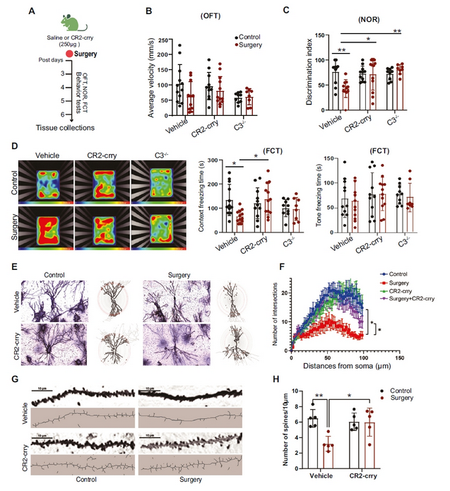 AtaGenix 定制 CR2-Crry 蛋白助力动脉粥样硬化研究
