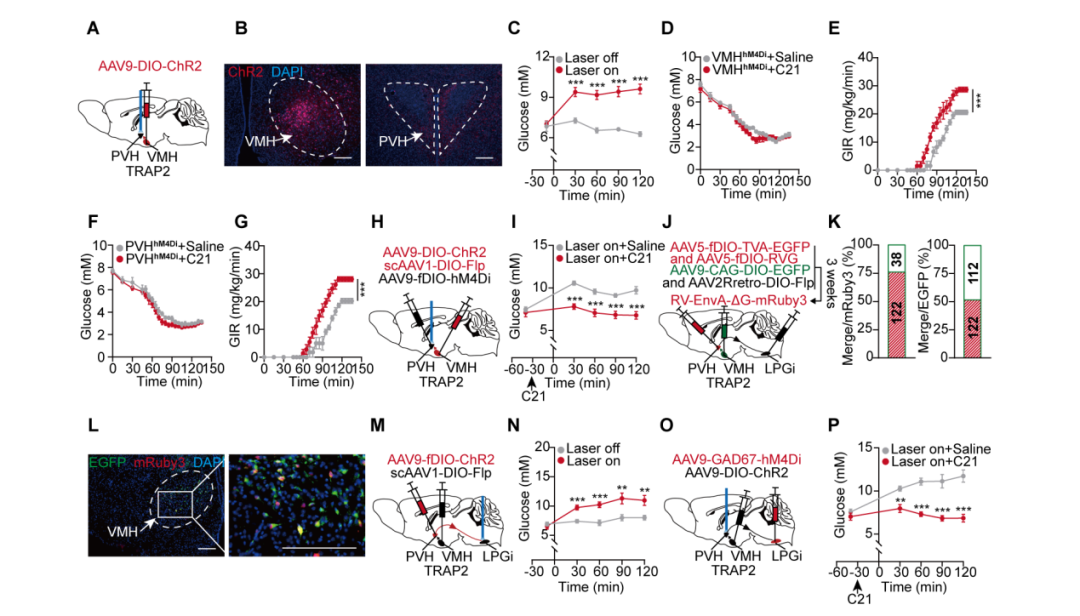 IF=30.9【客户文章】中国药科大学郝海平教授/谢昊教授团队揭示葡萄糖抑制型（GI）神经元调控低血糖抵抗新机制