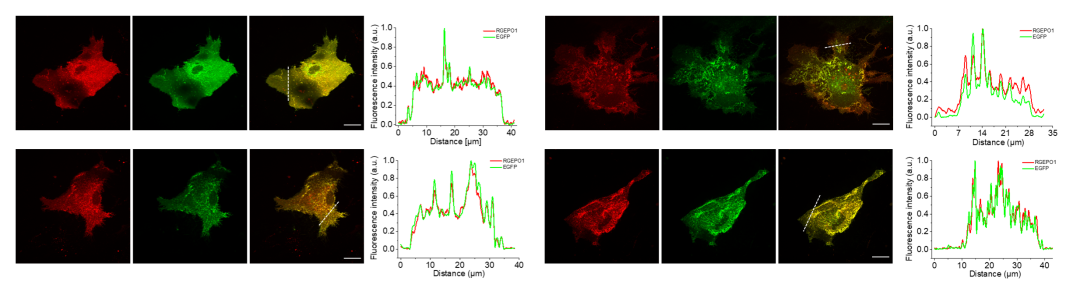 【新品推荐】西湖大学Kiryl D. Piatkevich助理教授团队成功开发可在体实时钾离子成像的红色荧光探针——RGEPOs