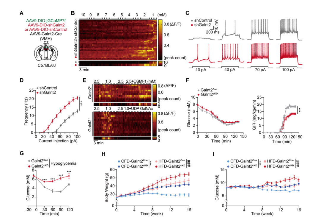 IF=30.9【客户文章】中国药科大学郝海平教授/谢昊教授团队揭示葡萄糖抑制型（GI）神经元调控低血糖抵抗新机制