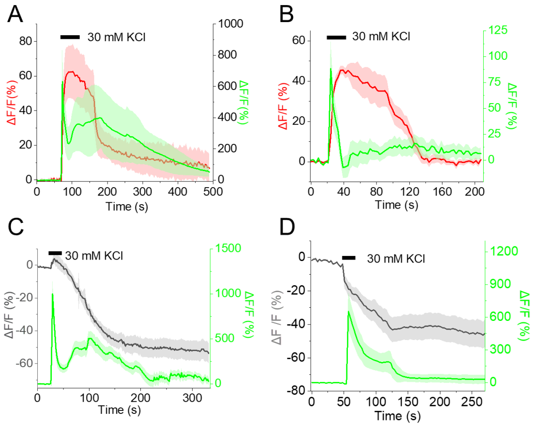 【新品推荐】西湖大学Kiryl D. Piatkevich助理教授团队成功开发可在体实时钾离子成像的红色荧光探针——RGEPOs