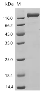CSB-MP019049HUc7 SDS