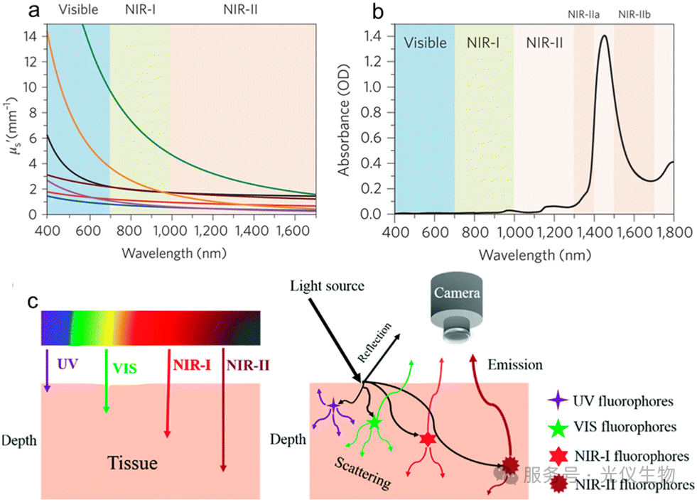 活体成像该用哪一波段？可见光、NIR-I、NIR-II全面解析