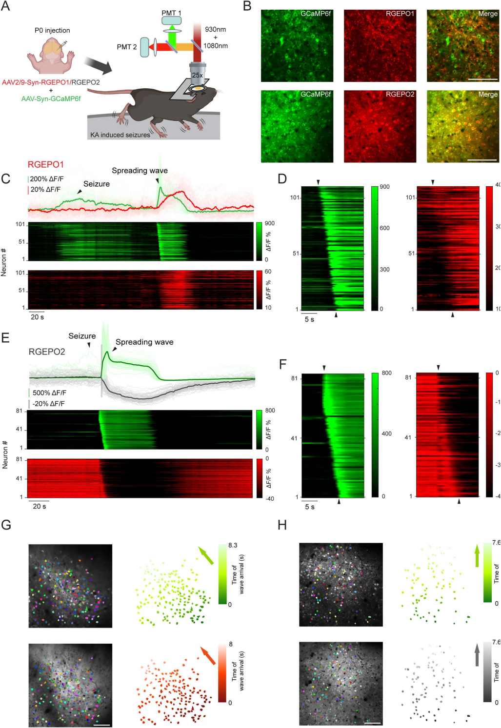 【新品推荐】西湖大学Kiryl D. Piatkevich助理教授团队成功开发可在体实时钾离子成像的红色荧光探针——RGEPOs