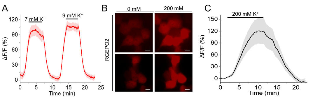 【新品推荐】西湖大学Kiryl D. Piatkevich助理教授团队成功开发可在体实时钾离子成像的红色荧光探针——RGEPOs