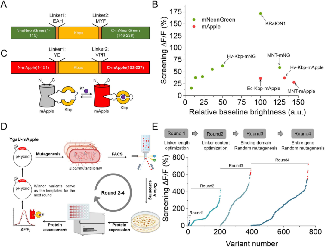 【新品推荐】西湖大学Kiryl D. Piatkevich助理教授团队成功开发可在体实时钾离子成像的红色荧光探针——RGEPOs