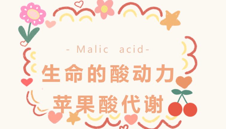 生命的酸动力：苹果酸代谢如何塑造我们的能量世界