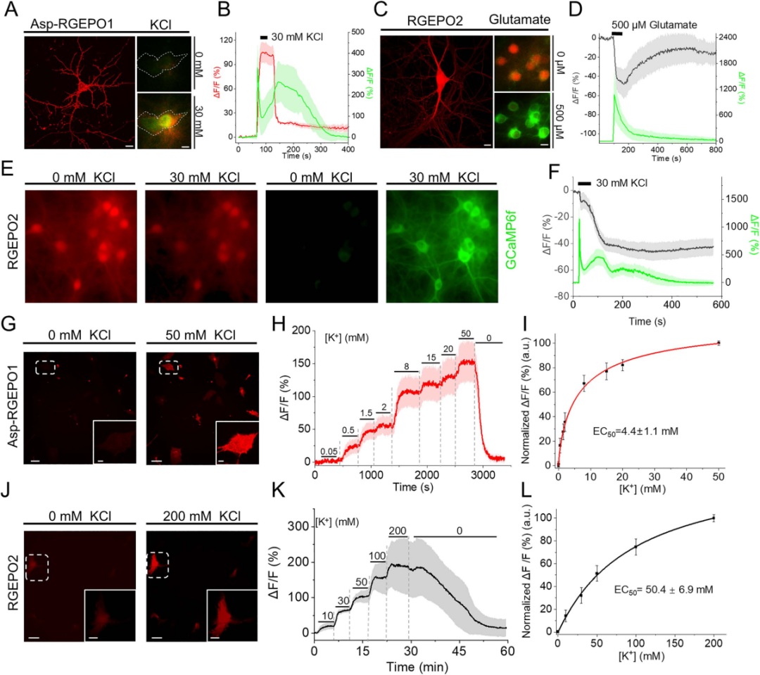【新品推荐】西湖大学Kiryl D. Piatkevich助理教授团队成功开发可在体实时钾离子成像的红色荧光探针——RGEPOs