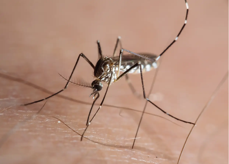 登革热和基孔肯雅热症状区别,以及伊蚊生物防治